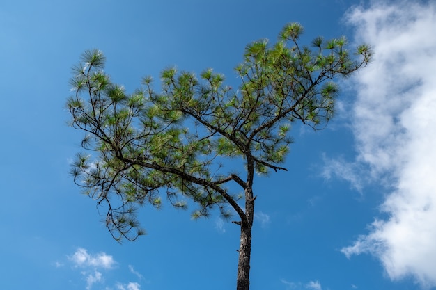 Kiefer mit blauem Himmel