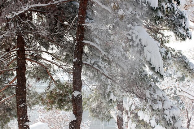 Kiefer mit Schnee bedeckt