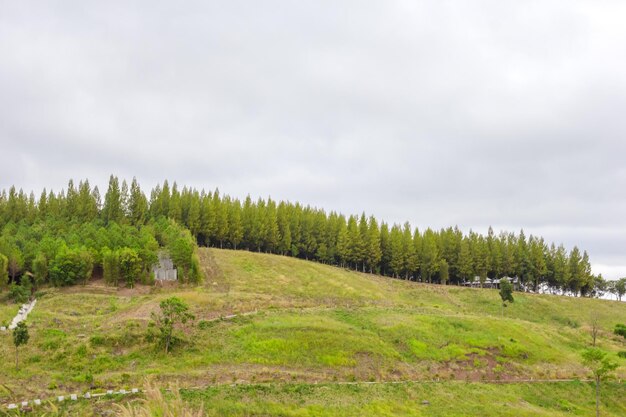 Foto kiefer mit windschutz auf dem berg