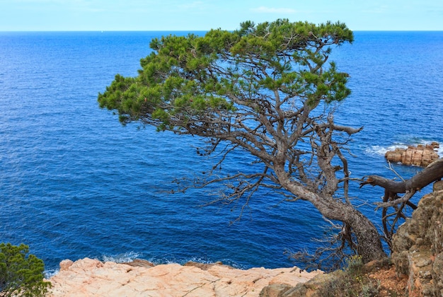 Kiefer mit Zapfen auf einer Klippe über dem Meer