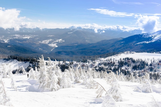 Kiefer Tannen Fichten bedeckt mit Schnee Eis in Waldbergen an sonnigen kalten frostigen Tagen Winter schönes szenisches Naturpanorama im SkigebietUkrainische Karpatenlandschaft