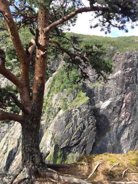 Kiefer wächst auf einem Berg am Rande einer Klippe