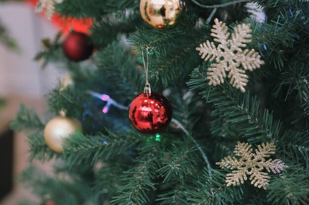 Kiefer Weihnachtsbaum Geschenk