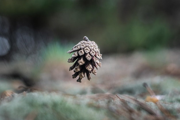 Kieferkegel im Wald zum Zeitpunkt des Sturzes über dem Boden Nahaufnahme Stop-Bewegung