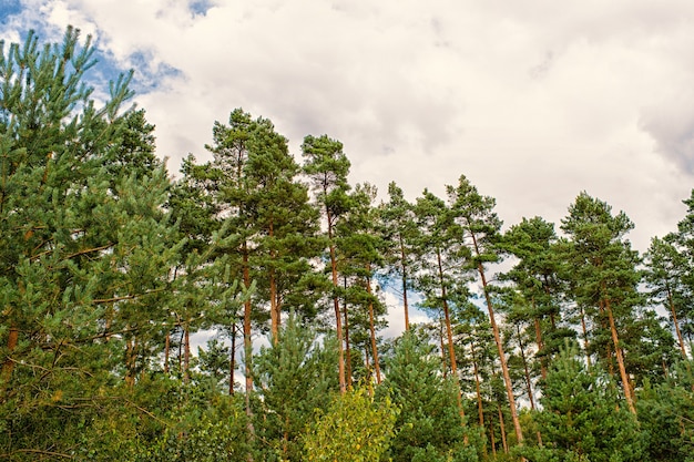 Kiefern auf bewölktem Himmelshintergrund. Wald oder Wald auf idyllischer Sommerlandschaft. Natur mit gutem Ökologie- und Umweltkonzept. Sommerurlaub und Fernweh.