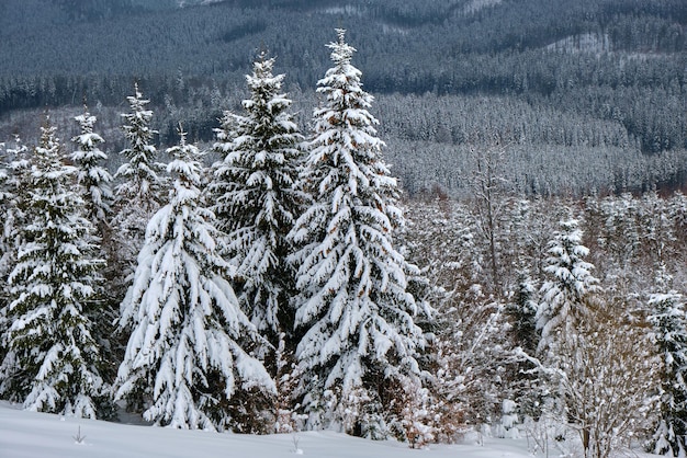 Kiefern bedeckt mit frisch gefallenem Schnee im Winterbergwald am kalten, düsteren Abend.