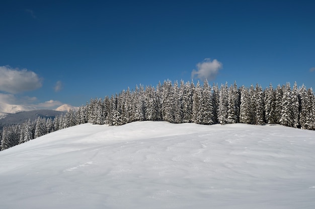 Kiefern bedeckt mit frisch gefallenem Schnee im Winterbergwald an einem kalten, hellen Tag.