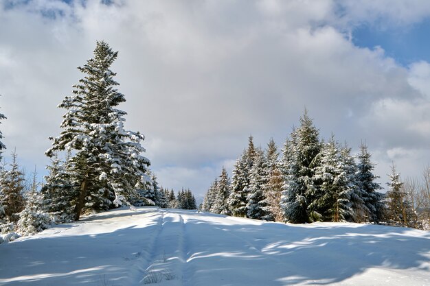 Kiefern bedeckt mit frisch gefallenem Schnee im Winterbergwald an einem kalten, hellen Tag.