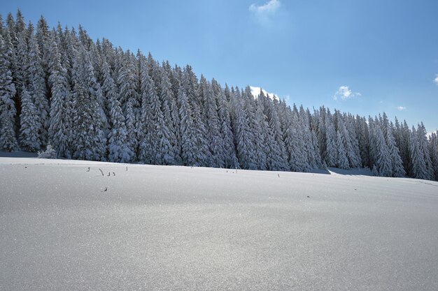 Kiefern bedeckt mit frisch gefallenem schnee im winterbergwald an einem kalten, hellen tag.