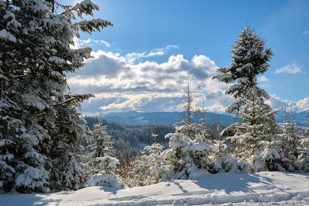 Kiefern bedeckt mit frisch gefallenem Schnee im Winterbergwald an einem kalten hellen Tag.