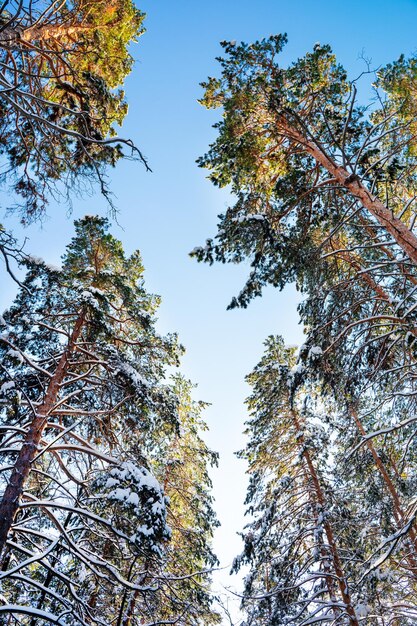 Kiefern bedeckt mit Schnee an frostigen sonnigen Tag im Winter Wunderschönes Winterpanorama schneebedeckter Wald