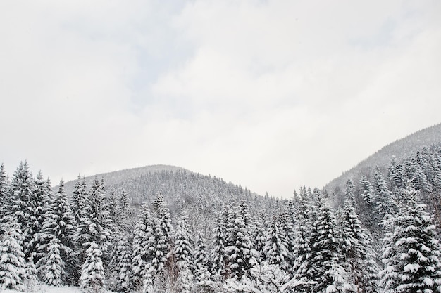 Kiefern bedeckt von Schnee in den Karpaten Schöne Winterlandschaften Frost Natur