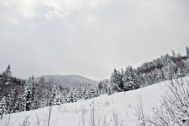 Kiefern bedeckt von Schnee in den Karpaten Schöne Winterlandschaften Frost Natur
