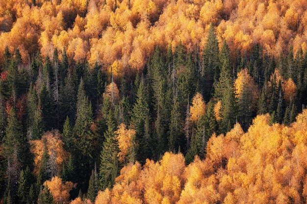 Kiefern, Herbstbäume Hintergrund von weitem.