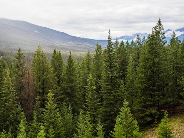 Kiefern im Wald des Jasper-Nationalparks in Alberta, Kanada