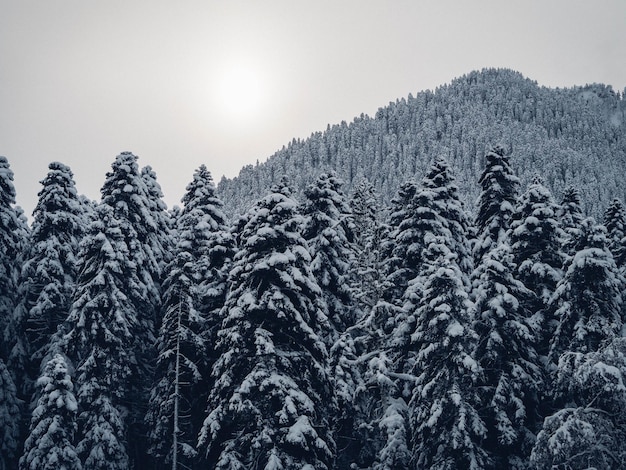 Kiefern im Wald gegen den Himmel im Winter