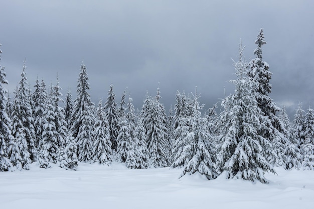 Kiefern im Wald gegen den Himmel im Winter