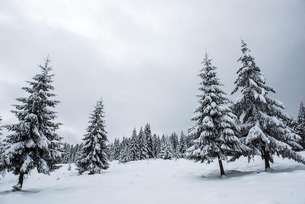 Kiefern im Wald gegen den Himmel im Winter