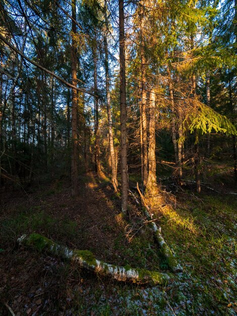 Foto kiefern im wald gegen den himmel