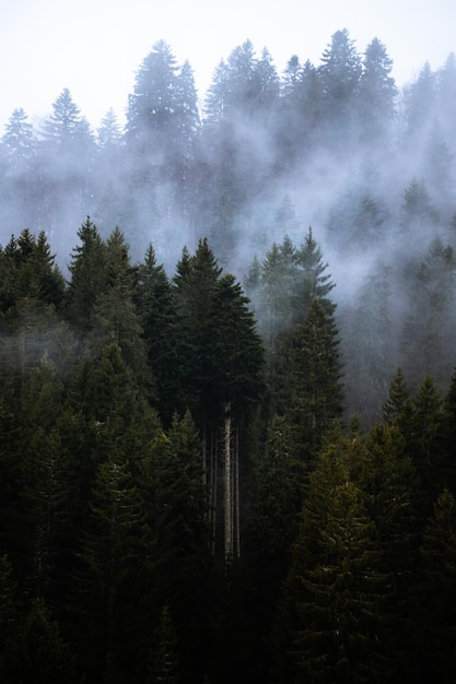 Foto kiefern im wald gegen den himmel