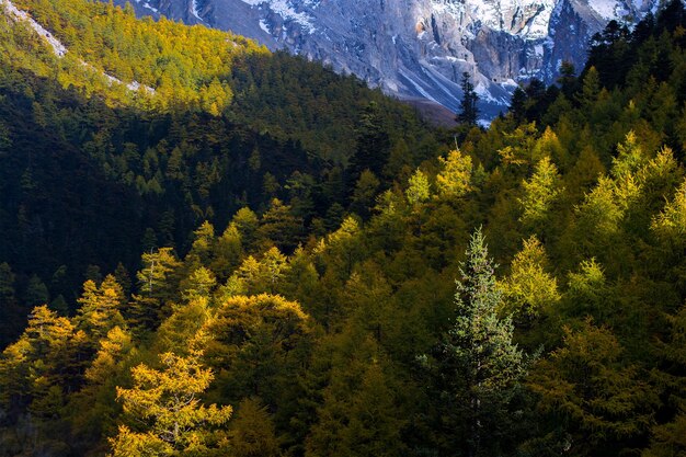 Foto kiefern im wald im herbst