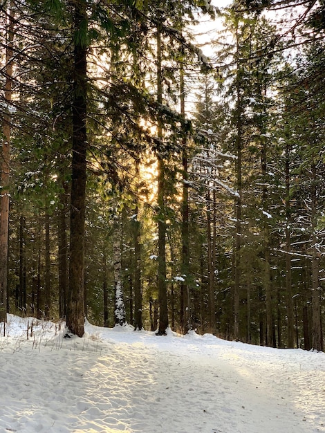 Kiefern im Wald im Winter