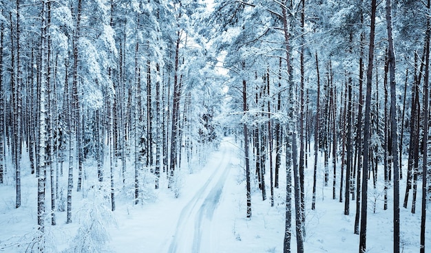 Foto kiefern im wald im winter