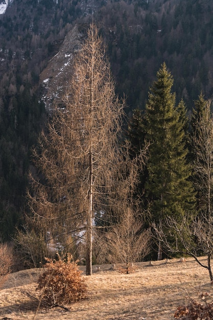 Foto kiefern im wald im winter