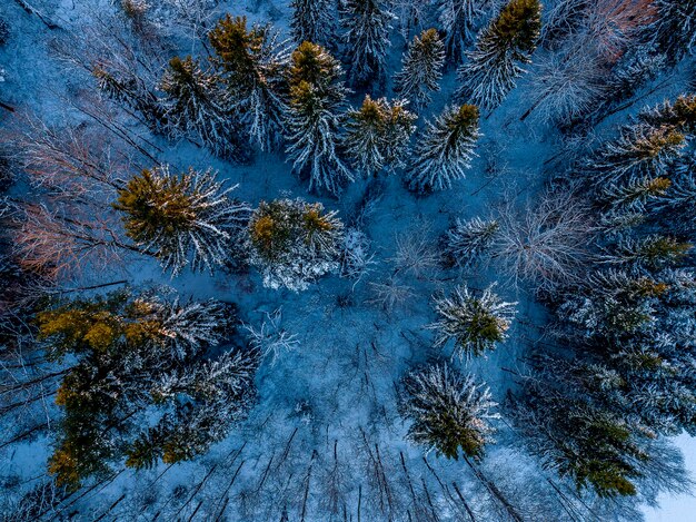 Kiefern im Wald im Winter