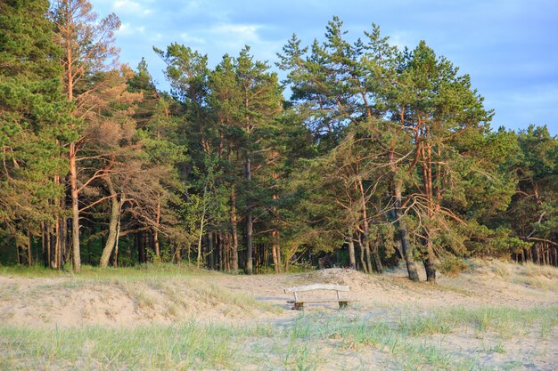 Kiefern im Wald und eine einsame Bank