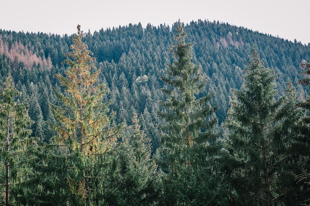 Kiefern im Wald vor klarem Himmel