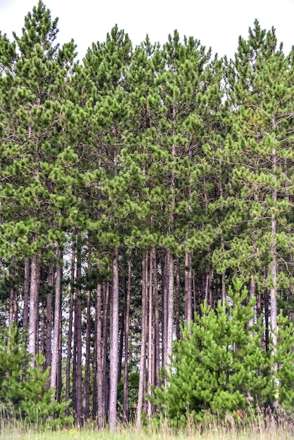 Foto kiefern im wald.