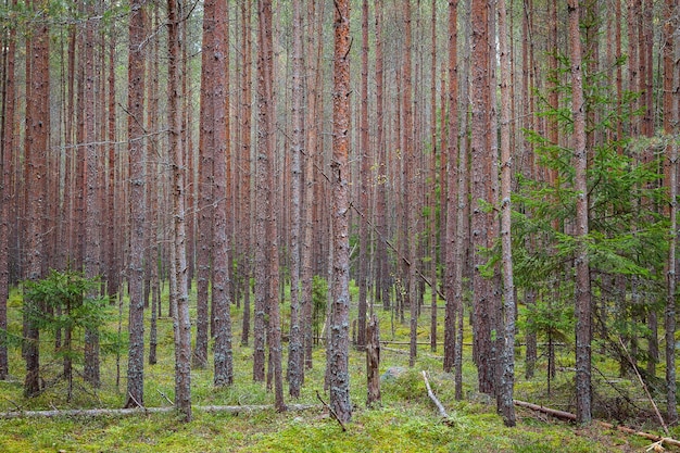 Kiefern im Wald