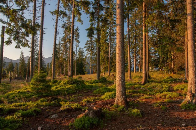 Kiefern im Wald