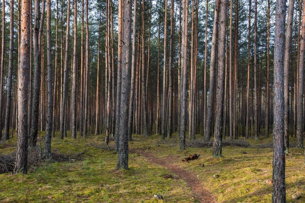 Foto kiefern im wald