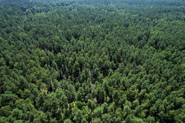 Foto kiefern im wald