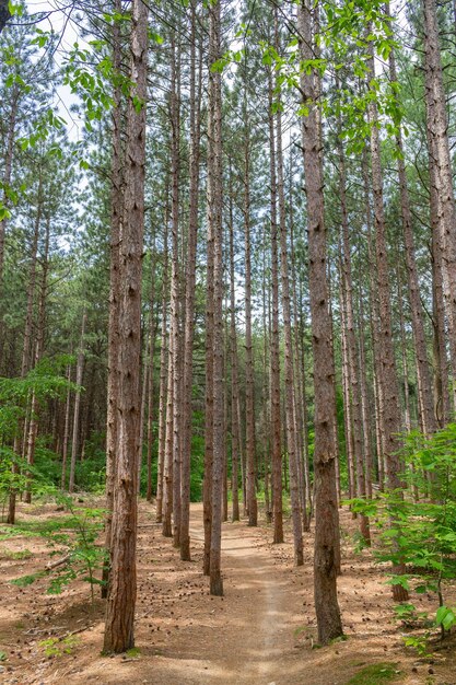 Foto kiefern im wald