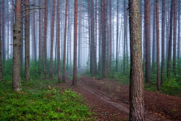 Foto kiefern im wald