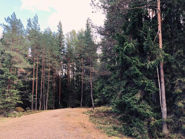 Foto kiefern im wald