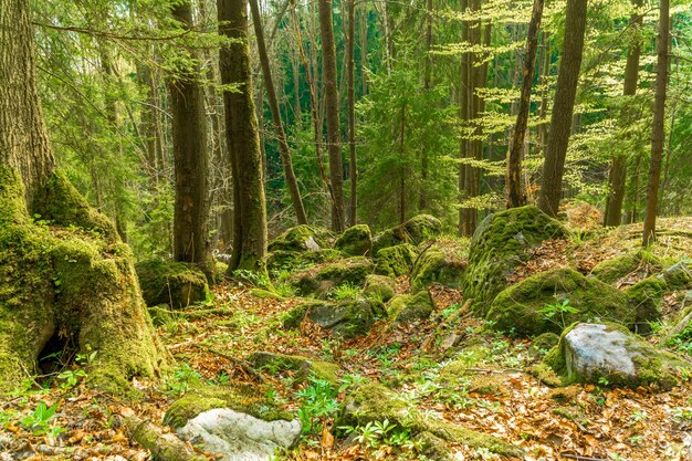 Foto kiefern im wald