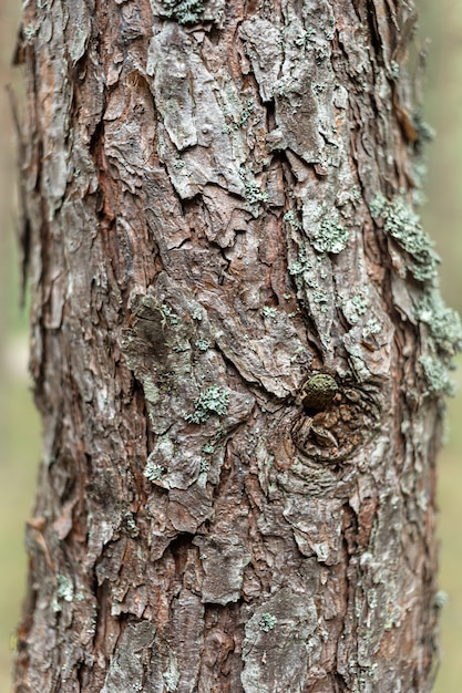 Kiefern im Wald.