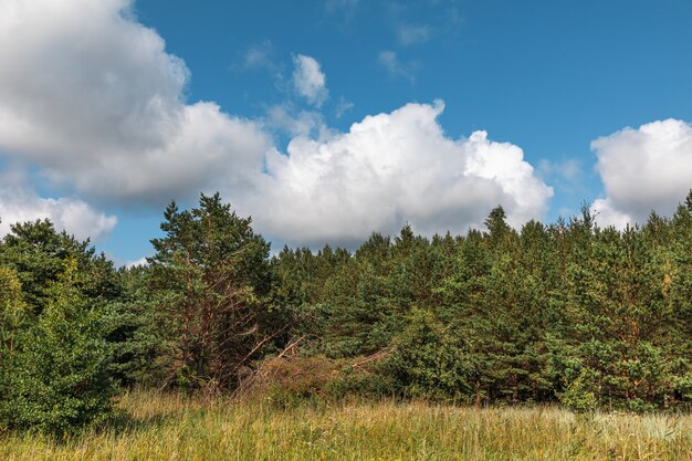 Kiefern im Wald