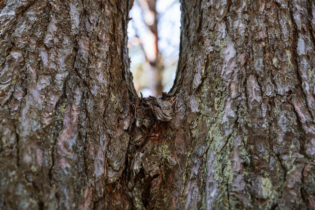 Kiefern im Wald