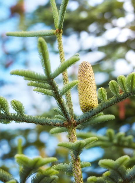 Kiefern in Dänemark Nahaufnahme eines Kiefernzapfens, der in einem immergrünen borealen Wald mit verschwommenem Himmelshintergrund in Europa wächst Einzigartige Nadelpflanze mit dünnen Nadeln in dichten Wäldern in Dänemark