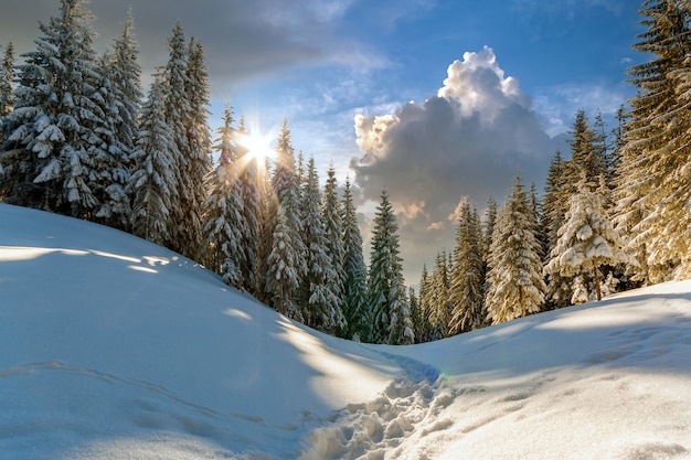 Kiefern in den Bergen im sonnigen Wintertag