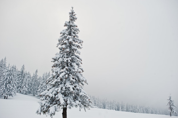 Foto kiefern mit schnee bedeckt auf berg chomiak, schöne winterlandschaften der karpaten, ukraine, frost natur,