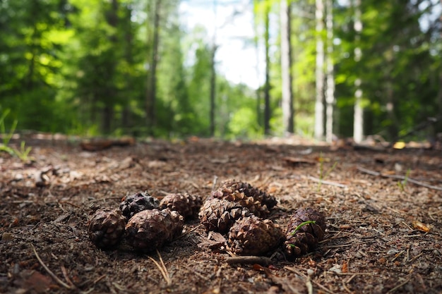 Kiefern- oder Fichtenzapfen liegen auf altem vertrocknetem Laub und auf Kiefernnadeln in der Nähe Waldweg in einem Nadelwald Grüne Bäume im Hintergrund Das Thema Ökologie und Waldschutz