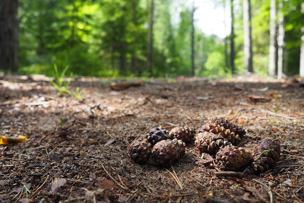 Kiefern- oder Fichtenzapfen liegen auf altem vertrocknetem Laub und auf Kiefernnadeln in der Nähe Waldweg in einem Nadelwald Grüne Bäume im Hintergrund Das Thema Ökologie und Waldschutz