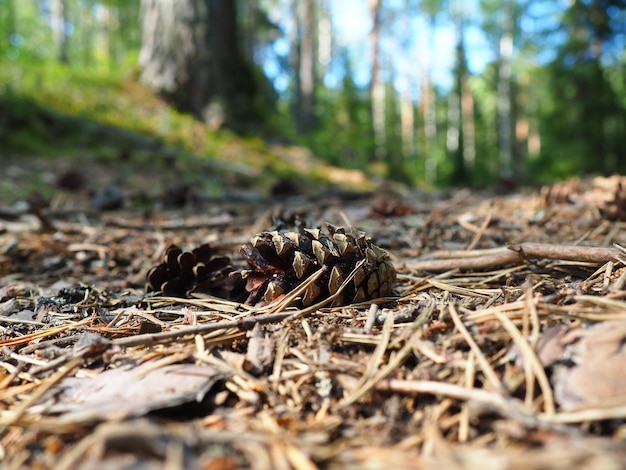 Kiefern- oder Fichtenzapfen liegen auf altem vertrocknetem Laub und auf Kiefernnadeln in der Nähe Waldweg in einem Nadelwald Grüne Bäume im Hintergrund Das Thema Ökologie und Waldschutz