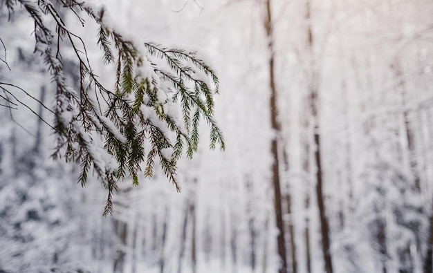 Kiefern sind an einem frostigen Abend mit Schnee bedeckt